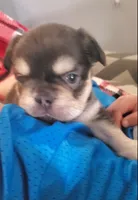 Sandy , a female French Bulldog for sale in Stockton, MO – 3 of 5