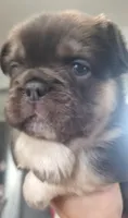 Luna AKC , a female French Bulldog for sale in Stockton, MO – 4 of 10
