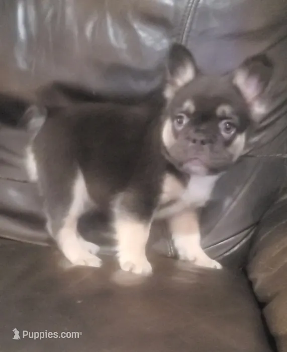Luna AKC fluffy – French Bulldog puppy for sale in Stockton, MO