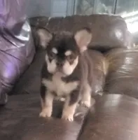 Sandy AKC fluffy, a female French Bulldog for sale in Stockton, MO – 8 of 10