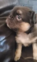 Luna AKC , a female French Bulldog for sale in Stockton, MO – 7 of 10