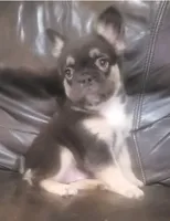 Luna AKC fluffy, a female French Bulldog for sale in Stockton, MO – 4 of 10
