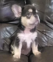 Sandy AKC fluffy, a female French Bulldog for sale in Stockton, MO – 7 of 10