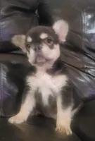 Sandy AKC fluffy, a female French Bulldog for sale in Stockton, MO – 5 of 10