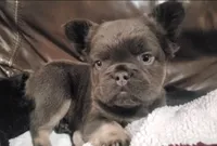 Bear AKC, a male French Bulldog for sale in Stockton, MO – 5 of 9
