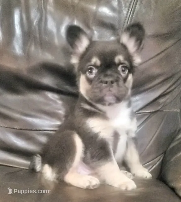 Luna AKC fluffy – French Bulldog puppy for sale in Stockton, MO
