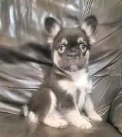 Luna AKC fluffy, a female French Bulldog for sale in Stockton, MO – 1 of 10