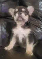 Sandy AKC fluffy, a female French Bulldog for sale in Stockton, MO – 6 of 10
