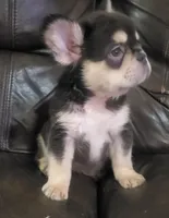 Sandy AKC fluffy, a female French Bulldog for sale in Stockton, MO – 9 of 10