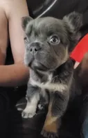Holly AKC, a female French Bulldog for sale in Stockton, MO – 6 of 6