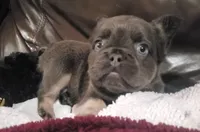 Bear AKC, a male French Bulldog for sale in Stockton, MO – 8 of 9