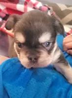 Sandy , a female French Bulldog for sale in Stockton, MO – 4 of 5