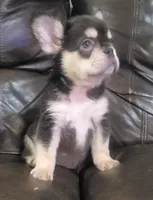 Sandy AKC fluffy, a female French Bulldog for sale in Stockton, MO – 4 of 10