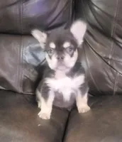 Sandy AKC fluffy, a female French Bulldog for sale in Stockton, MO – 3 of 10