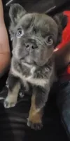 Holly AKC, a female French Bulldog for sale in Stockton, MO – 1 of 6