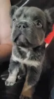Holly AKC, a female French Bulldog for sale in Stockton, MO – 2 of 6