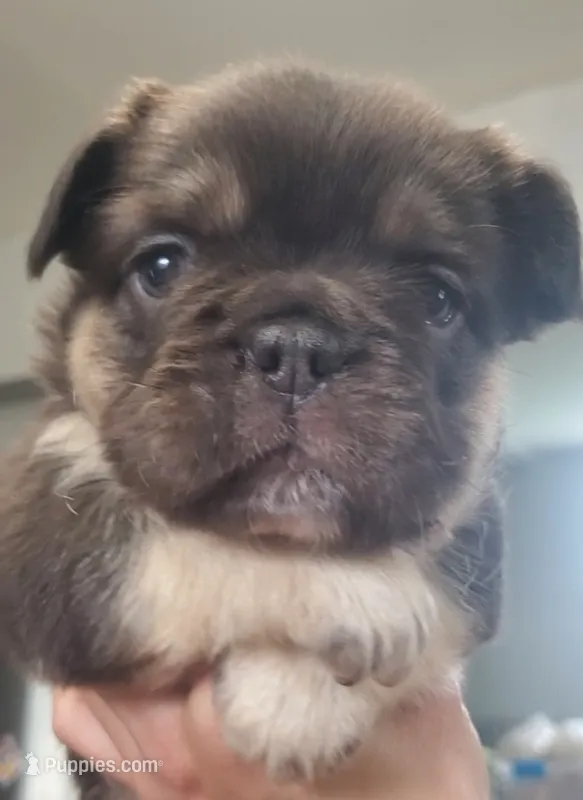 Luna AKC  – French Bulldog puppy for sale in Stockton, MO