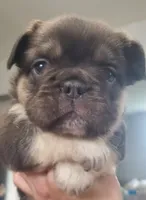 Luna AKC , a female French Bulldog for sale in Stockton, MO – 1 of 10