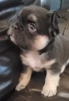 Luna AKC , a female French Bulldog for sale in Stockton, MO – 9 of 10
