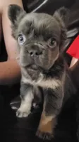 Holly AKC, a female French Bulldog for sale in Stockton, MO – 4 of 6