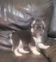 Luna AKC fluffy, a female French Bulldog for sale in Stockton, MO – 2 of 10