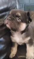 Luna AKC , a female French Bulldog for sale in Stockton, MO – 5 of 10