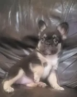 Luna AKC fluffy, a female French Bulldog for sale in Stockton, MO – 3 of 10