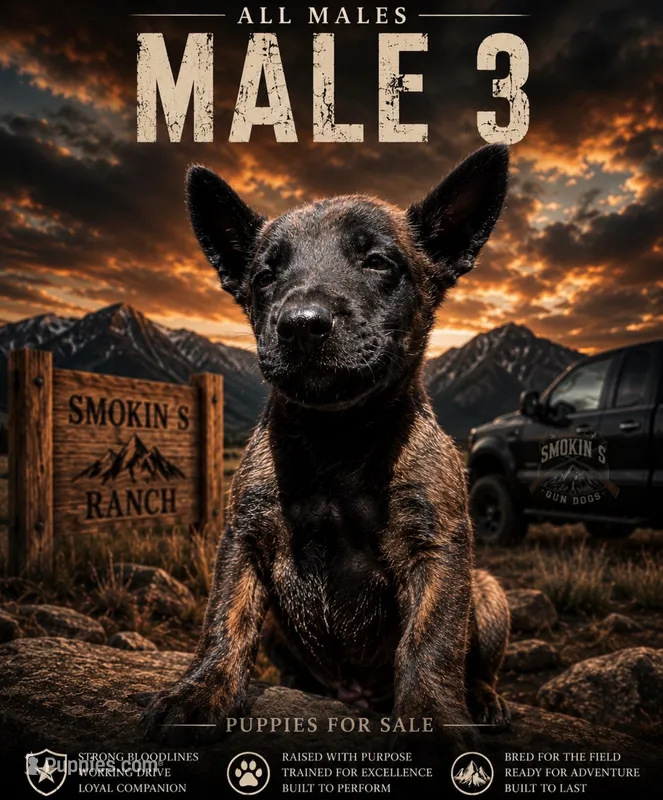 Doc Holiday – Belgian Malinois, Dutch Shepherd puppy for sale in Colorado Springs, CO