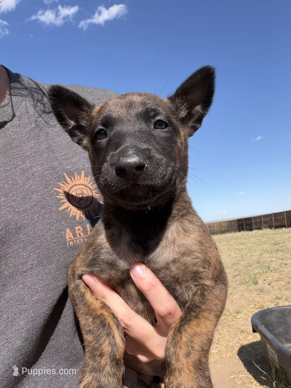 Annie Oakley  – Belgian Malinois, Dutch Shepherd puppy for sale in Colorado Springs, CO