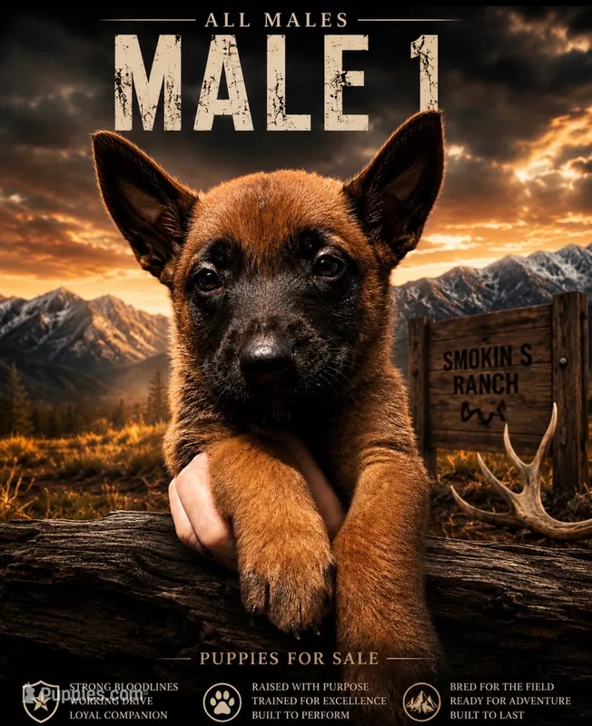 Wyatt Earp – Belgian Malinois, Dutch Shepherd puppy for sale in Colorado Springs, CO