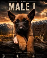 Wyatt Earp, a male Belgian Malinois and Dutch Shepherd for sale in Colorado Springs, CO – 1 of 1