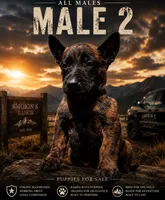Daniel Boone, a male Belgian Malinois and Dutch Shepherd for sale in Colorado Springs, CO – 1 of 1