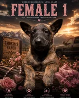 Annie Oakley , a female Belgian Malinois and Dutch Shepherd for sale in Colorado Springs, CO – 1 of 1