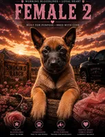 Calamity Jane, a female Belgian Malinois and Dutch Shepherd for sale in Colorado Springs, CO – 1 of 1