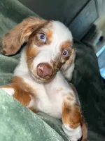 milo, a male Miniature Dachshund for sale in Rantoul, IL – 6 of 6