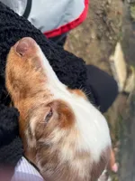 milo, a male Miniature Dachshund for sale in Rantoul, IL – 5 of 6