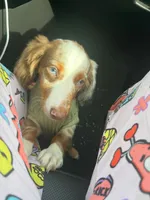 milo, a male Miniature Dachshund for sale in Rantoul, IL – 2 of 6