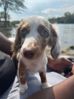 milo, a male Miniature Dachshund for sale in Rantoul, IL – 4 of 6