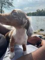 milo, a male Miniature Dachshund for sale in Rantoul, IL – 3 of 6
