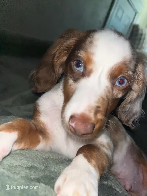 milo – Miniature Dachshund puppy for sale in Rantoul, IL