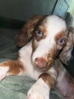milo, a male Miniature Dachshund for sale in Rantoul, IL – 1 of 6