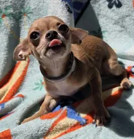Chihuahua , a female Chihuahua for sale in Chicopee, MA – 2 of 7