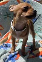 Chihuahua , a female Chihuahua for sale in Chicopee, MA – 5 of 7