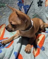 Chihuahua , a female Chihuahua for sale in Chicopee, MA – 6 of 7