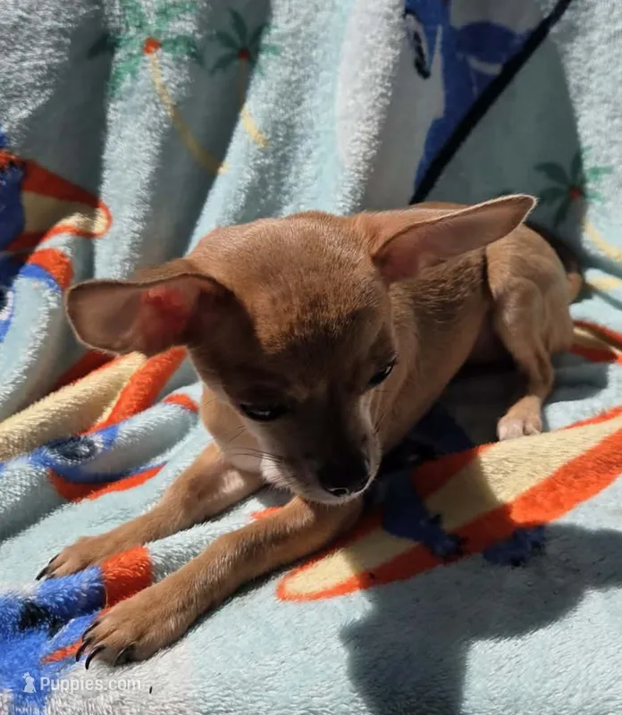 Chihuahua  – Chihuahua puppy for sale in Chicopee, MA