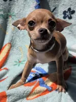 Chihuahua , a female Chihuahua for sale in Chicopee, MA – 7 of 7