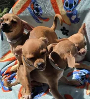 Chihuahua , a female Chihuahua for sale in Chicopee, MA – 3 of 7