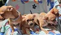 Chihuahua , a female Chihuahua for sale in Chicopee, MA – 4 of 7