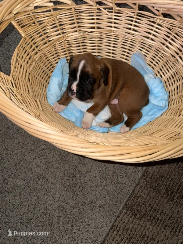 Buster – Boxer puppy for sale in Lowell, MA