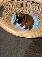 Buster, a male Boxer for sale in Lowell, MA – 1 of 1